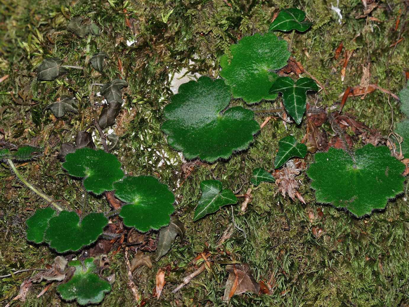 Saxifraga rotundifolia